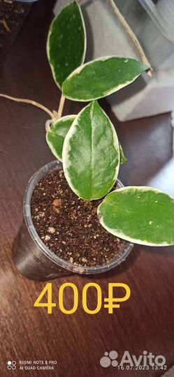 Хойя Карноза