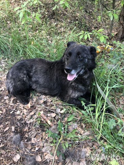 Собаки бесплатно в добрые руки