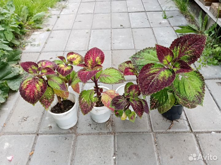 Разные растения для дома