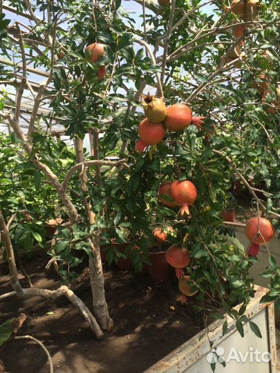 Продаются саженцы, деревья, экзотические растения