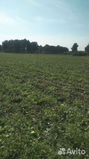 Продам поле картофеля