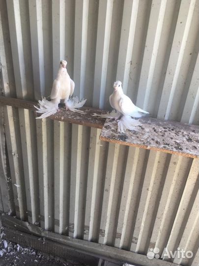 Узбекские декоративные голуби