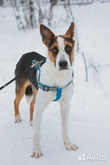 Собака в добрые руки отдам бесплатно