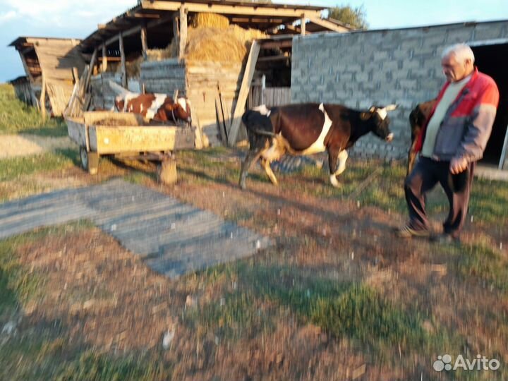 Продаю коровы дойные 5 голов