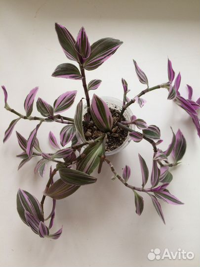 Традесканция