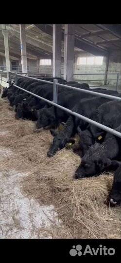 Телки ангус