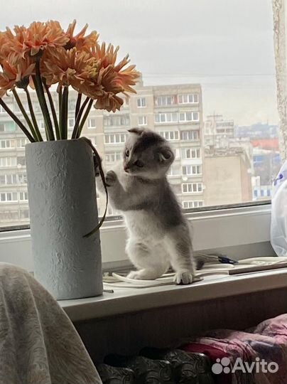 Шотландский кот ищет кошечку