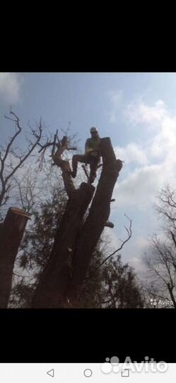 Спил деревьев