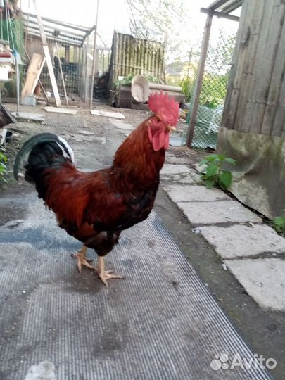 Петух домашний