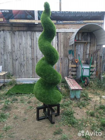 Туя спиралевидная