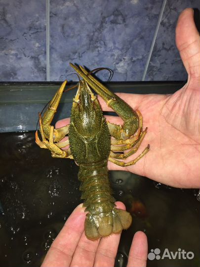 Живые раки, варёные раки