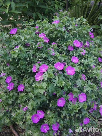 Многолетники для сада