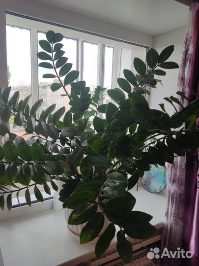 Замиокулькас