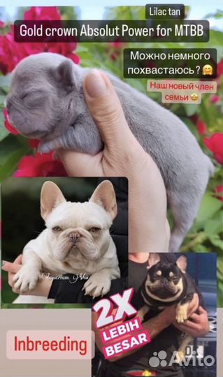 Французский бульдог вязка лилак тан