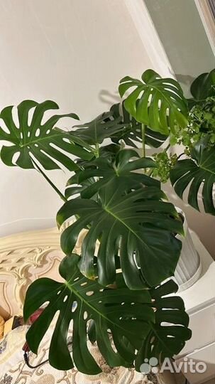 Монстера Борсига