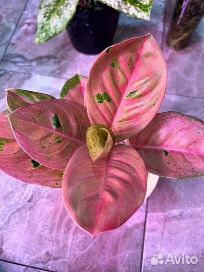 Комнатные растения