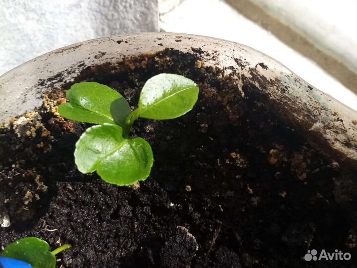 Комнатные цветы отдам