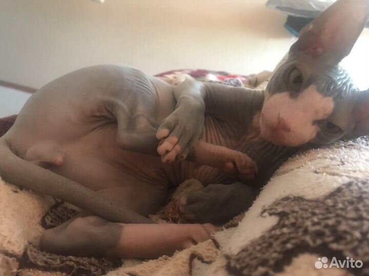 Донской сфинкс вязка