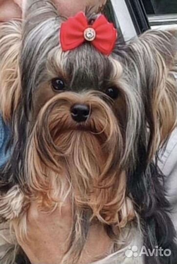 Йоркширский терьер щенки мини и стандарт