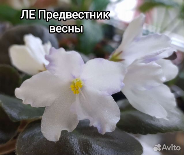 Фиалки сортовые