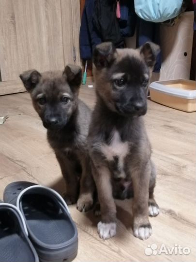 Отдам в добрые руки