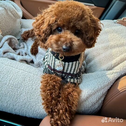 Той-пудель Мальтипу. Редкий. Уникальный окрас