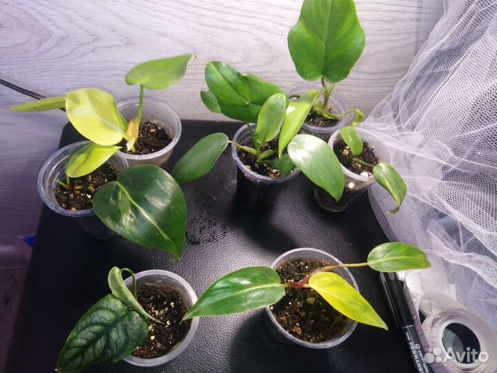 Хояй, филодендрон Пеперомия и другие