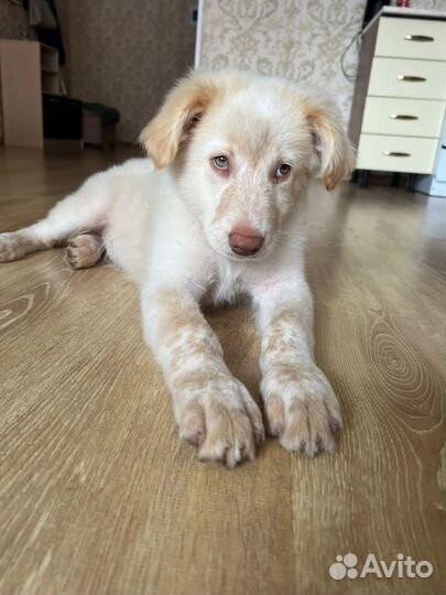 Невероятный щенок в добрые руки