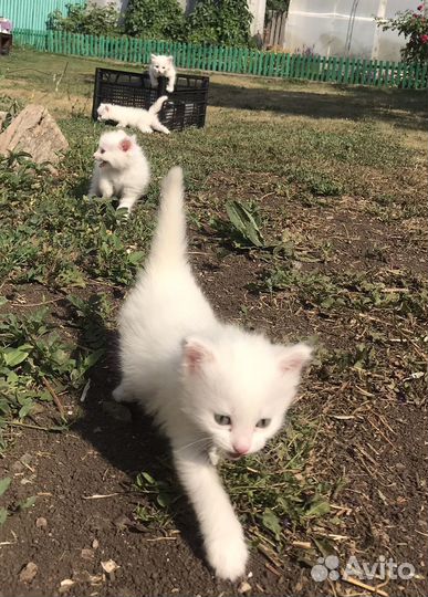 Котята белые девочки 2 мес