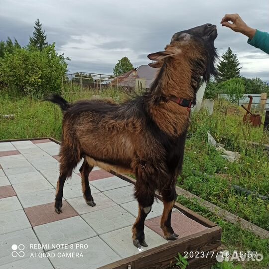 Козёл альпийский ч/п и его козлята(г.Пермь)