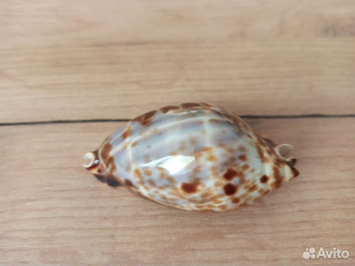 Морская раковина