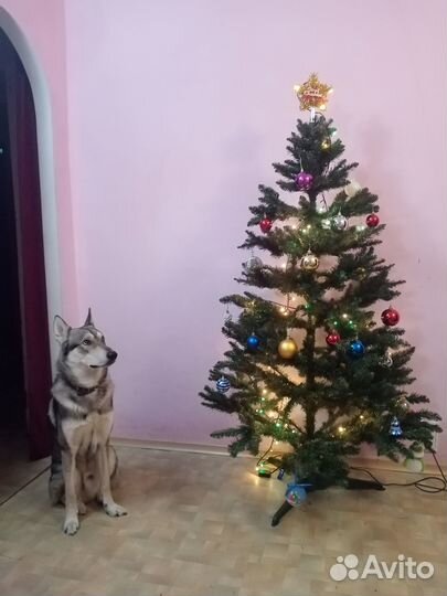 Потерялась лайка