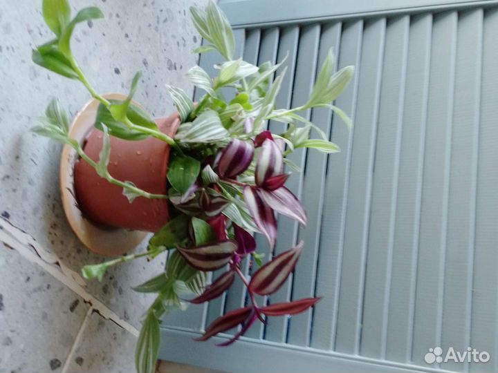 Пальма финиковая, орхидея