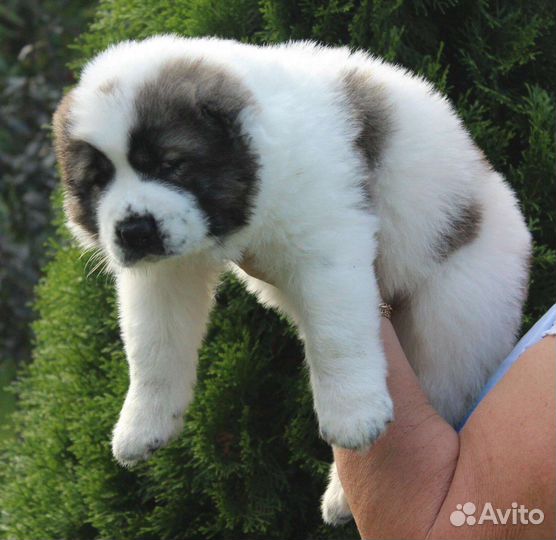 Среднеазиатская овчарка алабай щенки