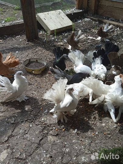 Продам голубей