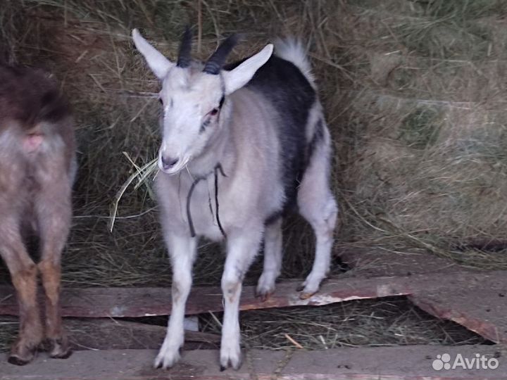 Продается козлик