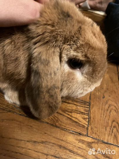 Декоративный кролик с вольером, переноской