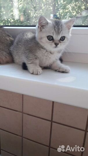 Породистые котята