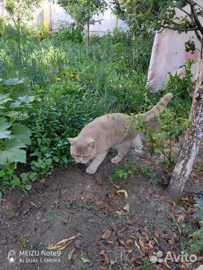 Найденные коты