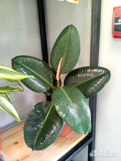 Комнатные растения цветы