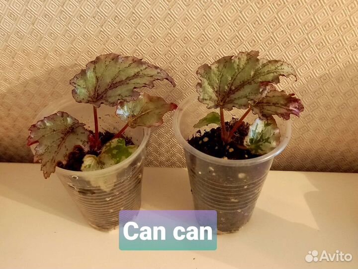 Детки и стартеры бегоний