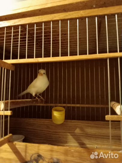 Кенарь поющий