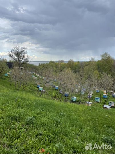 Продам пчелосемьи