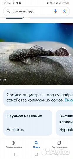 Сомики анциструсы