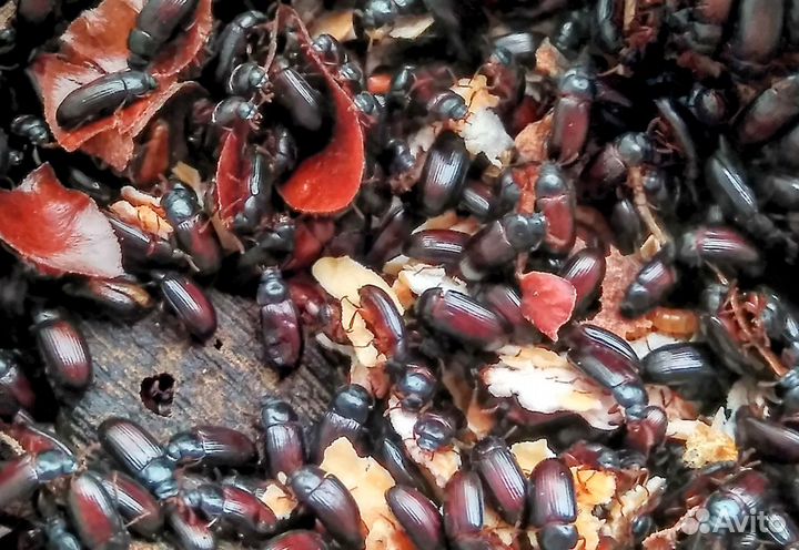 Жук знахорь (чернотелка) от 250 шт. Опт