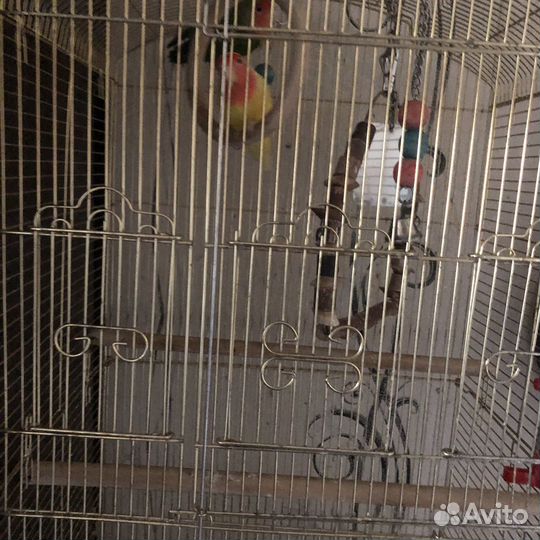 Попугаи с клеткой