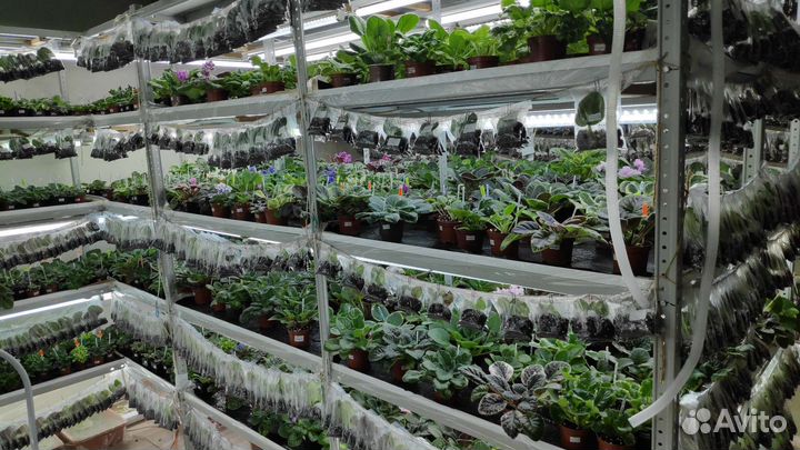 Фиалки сортовые