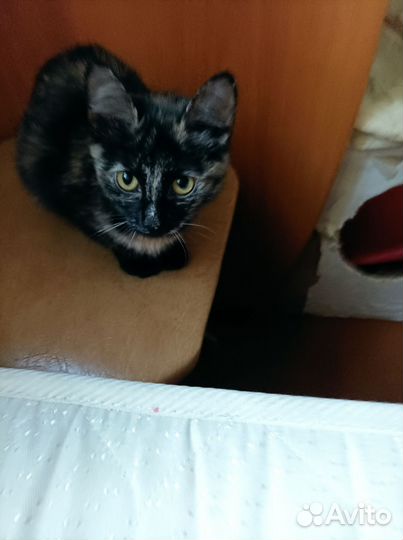 Кошки