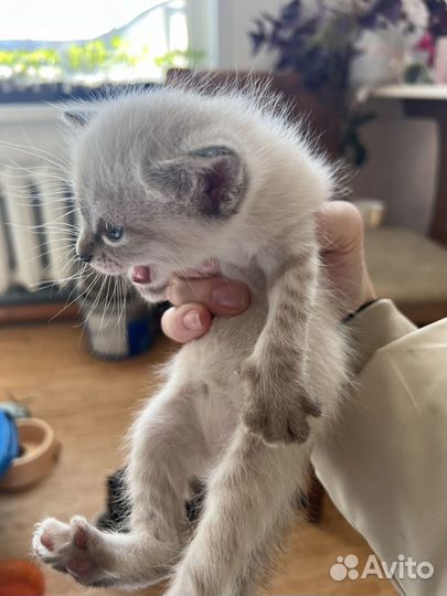 Котята 2 мес