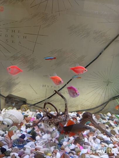 Аквариумные рыбки